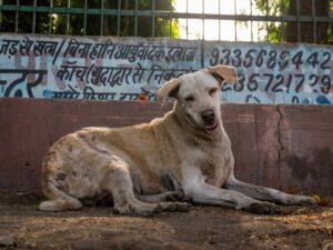 An Indian stray dog. An animal that World For All cares for