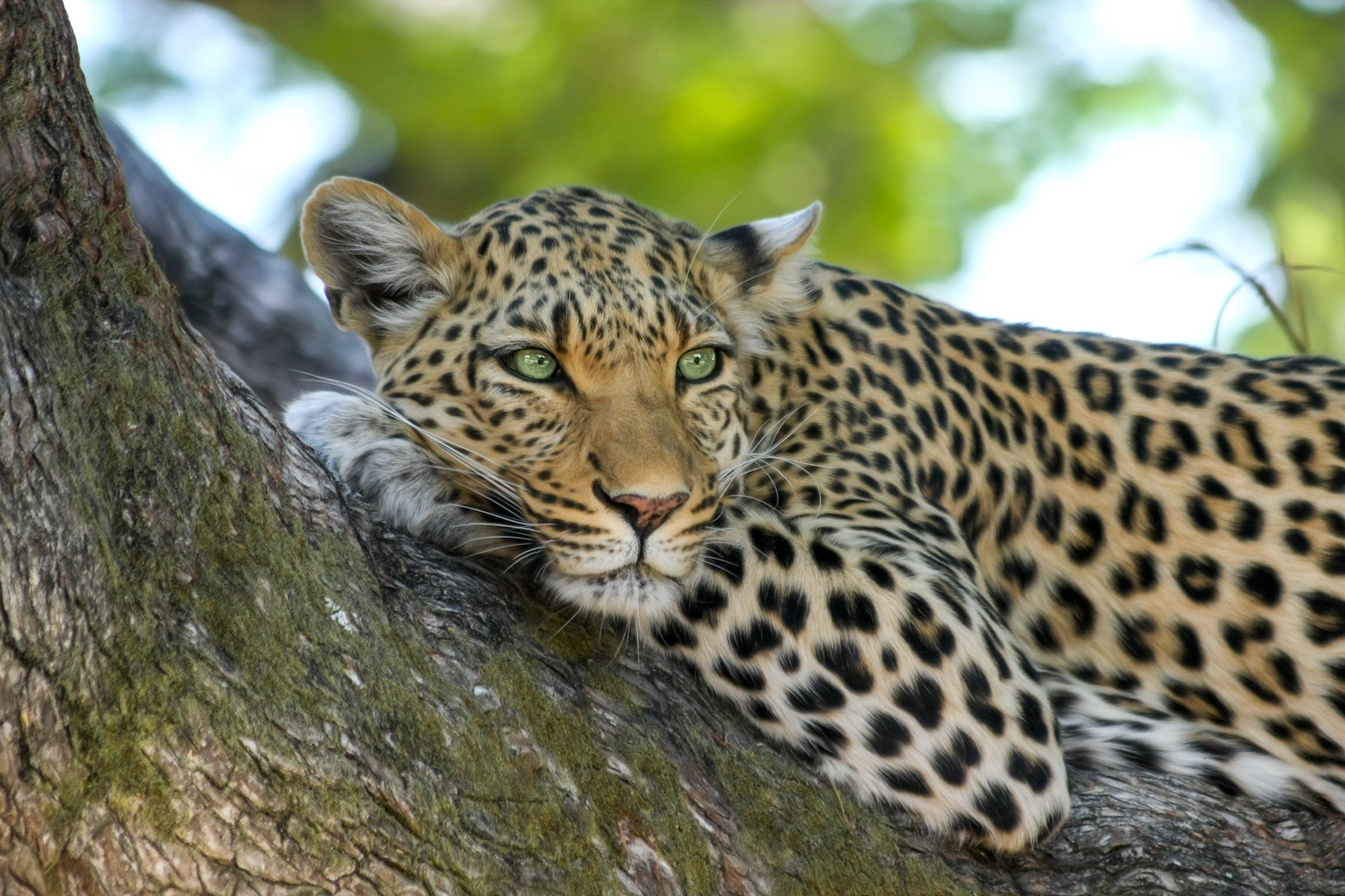 a leopard relaxing on a brown trunk tree
