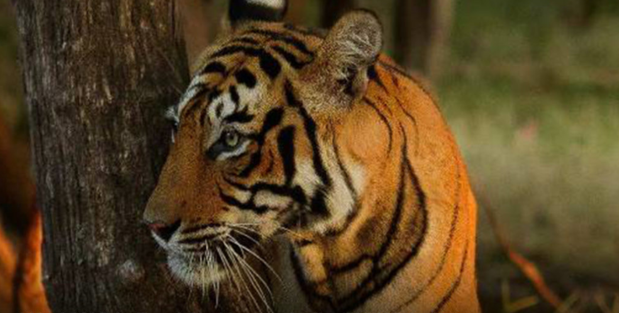 Top 5 NGOs working for tiger conservation