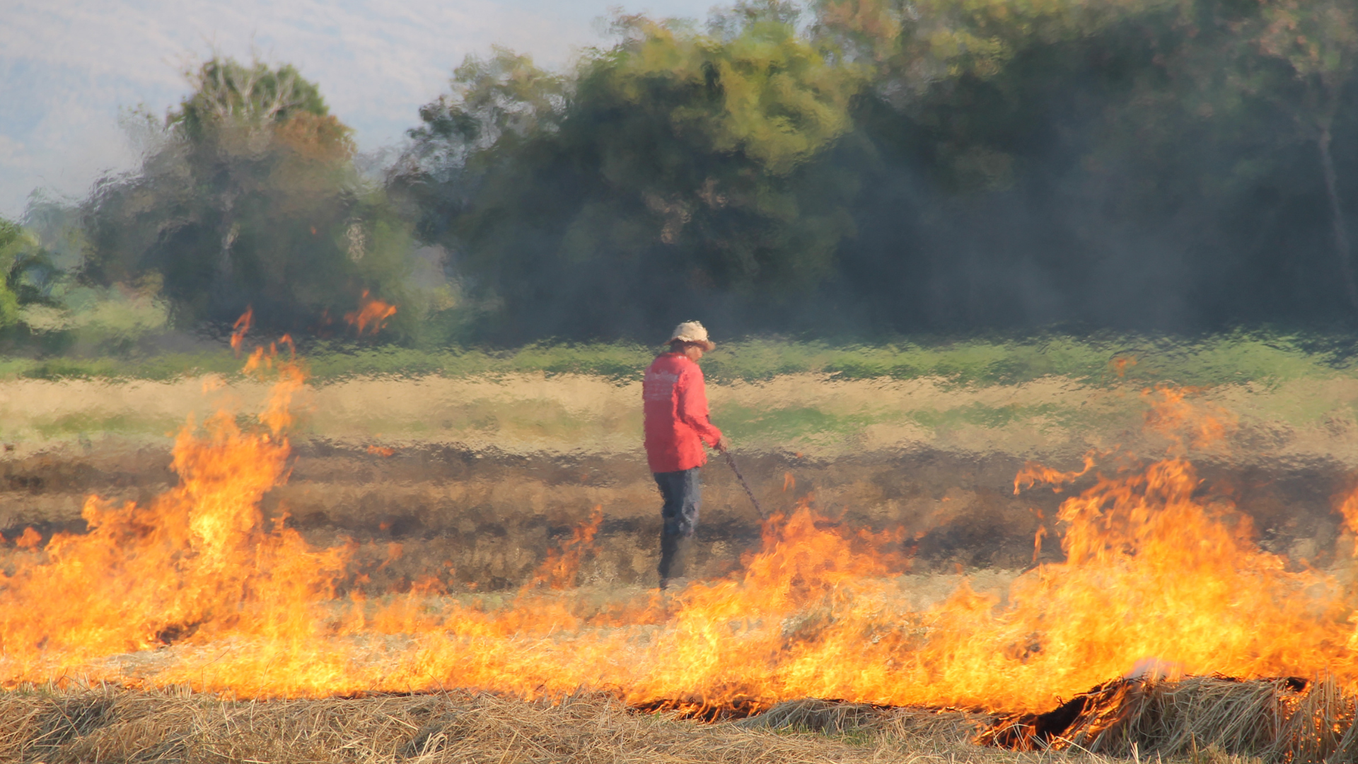 Stubble burning: farming practices v. health risks