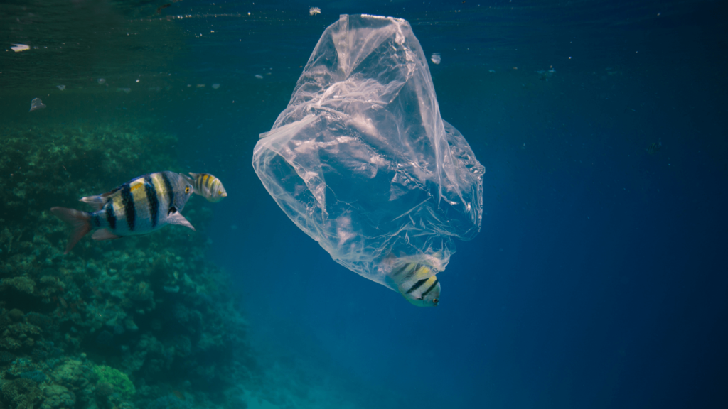 Reduction or completing banning of single-use plastic should take place for a better planet
