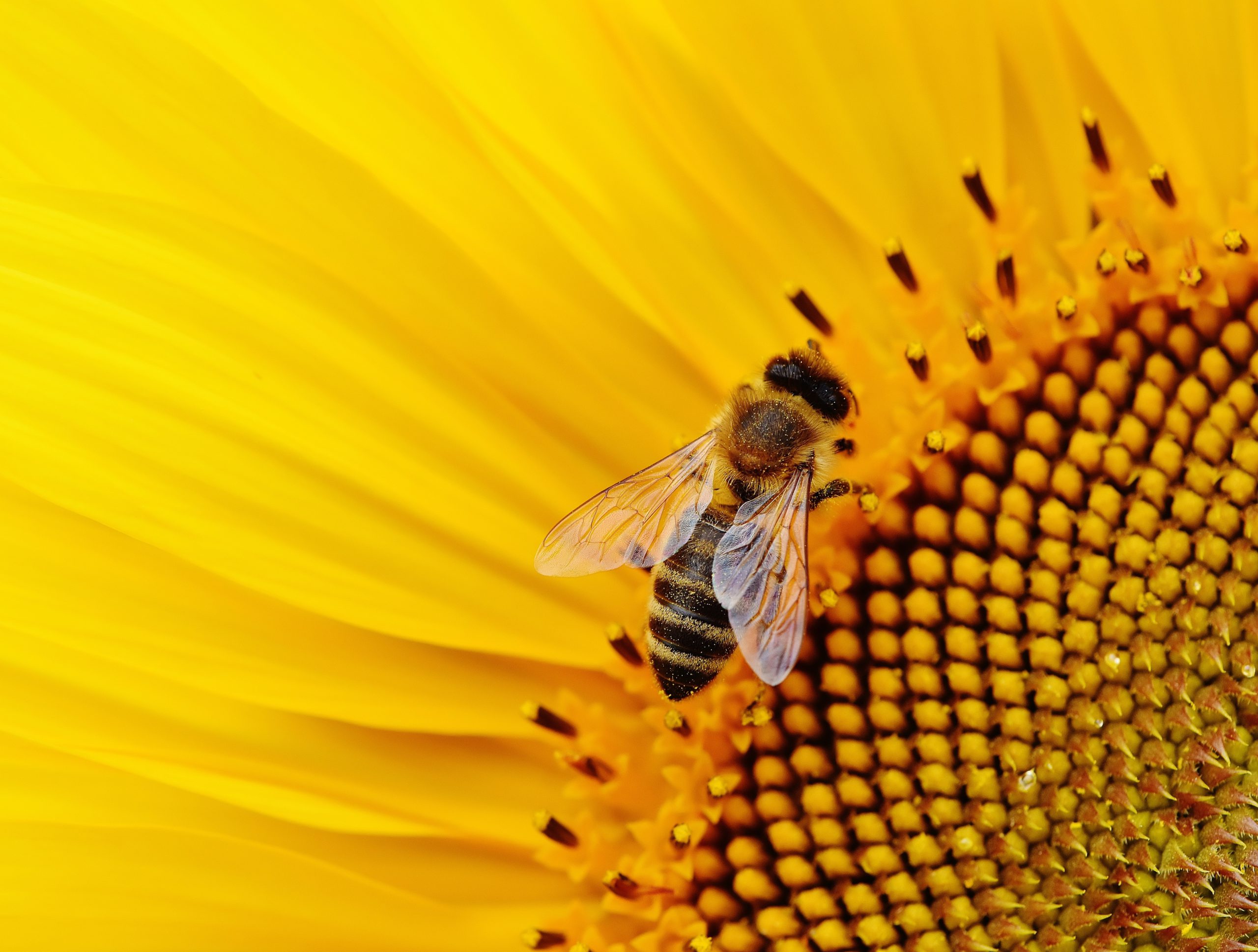 Declining bee population: A major threat to food security