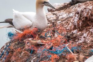 Ocean pollution affects the whole environment