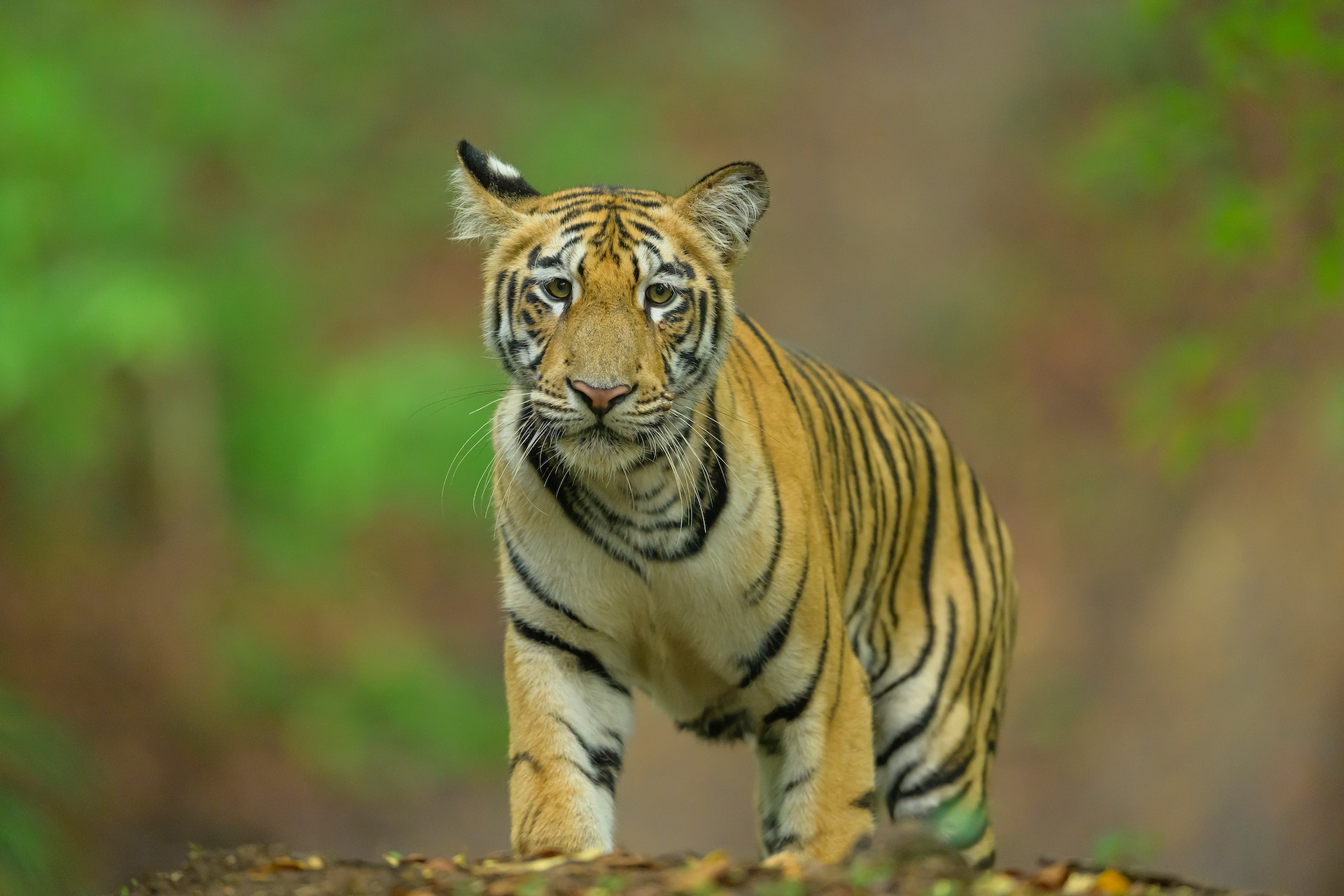 a young Bengal tiger cub