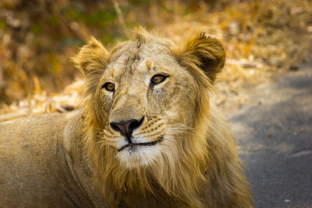 Asiatic Lion: India’s conservation success story