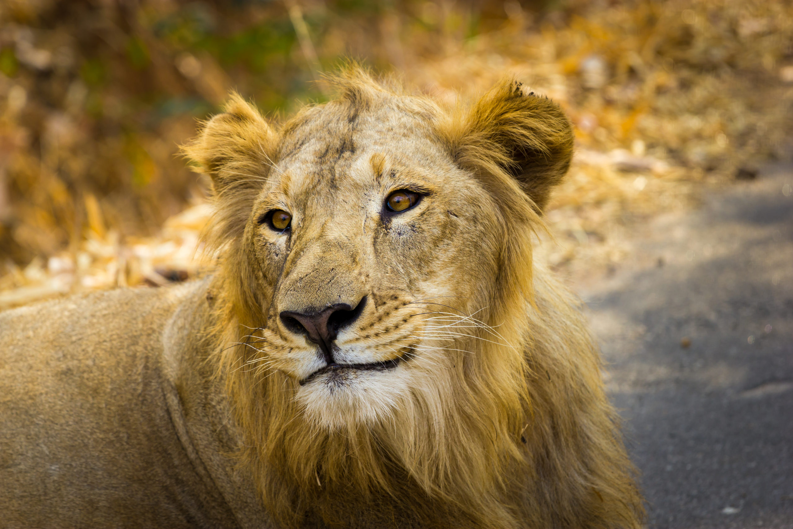 an Asiatic lion basking in the sun