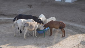 Horses eating fresh food from a bowl