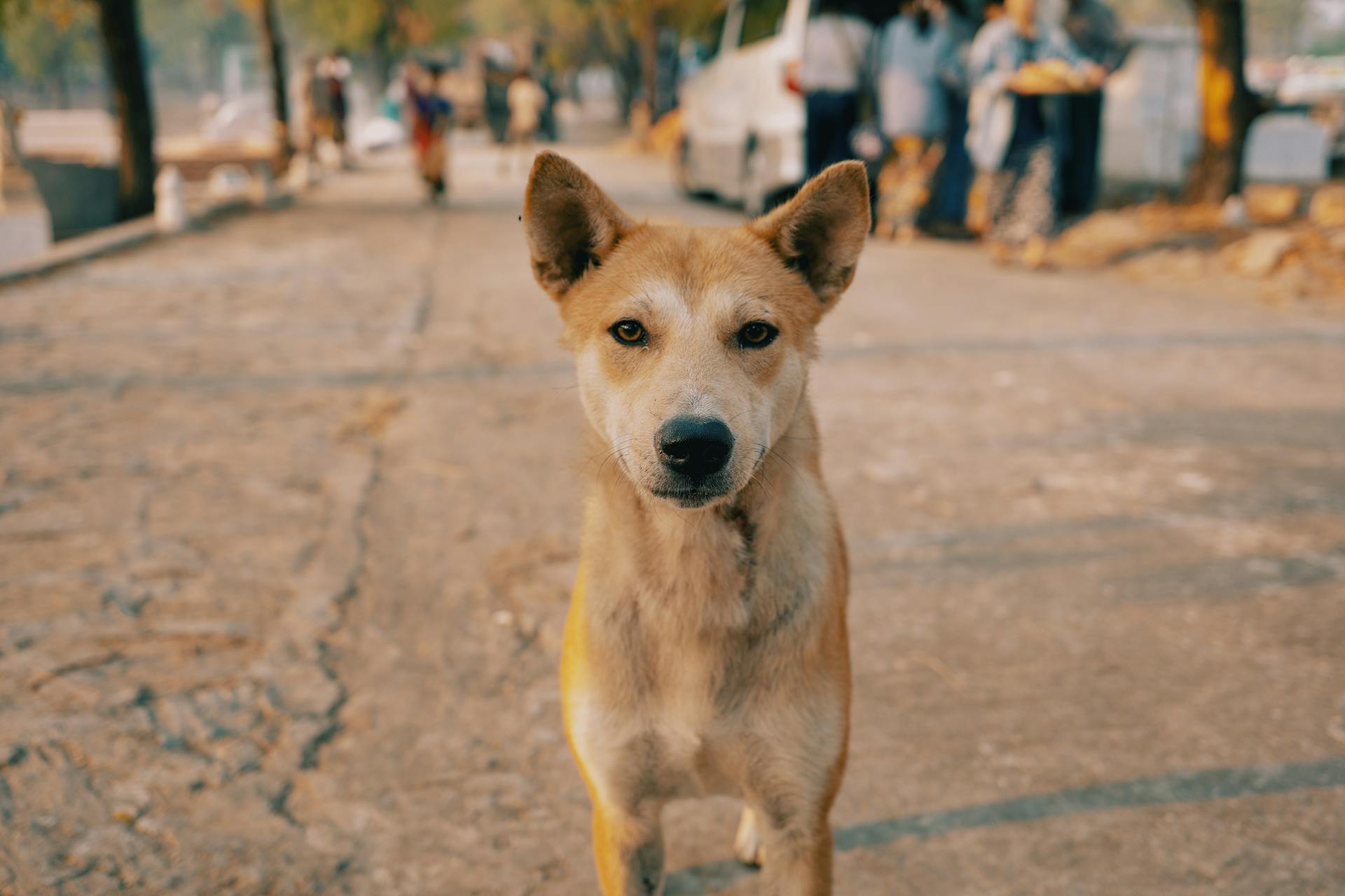 5 ways an animal NGO in India can help care for stray animals