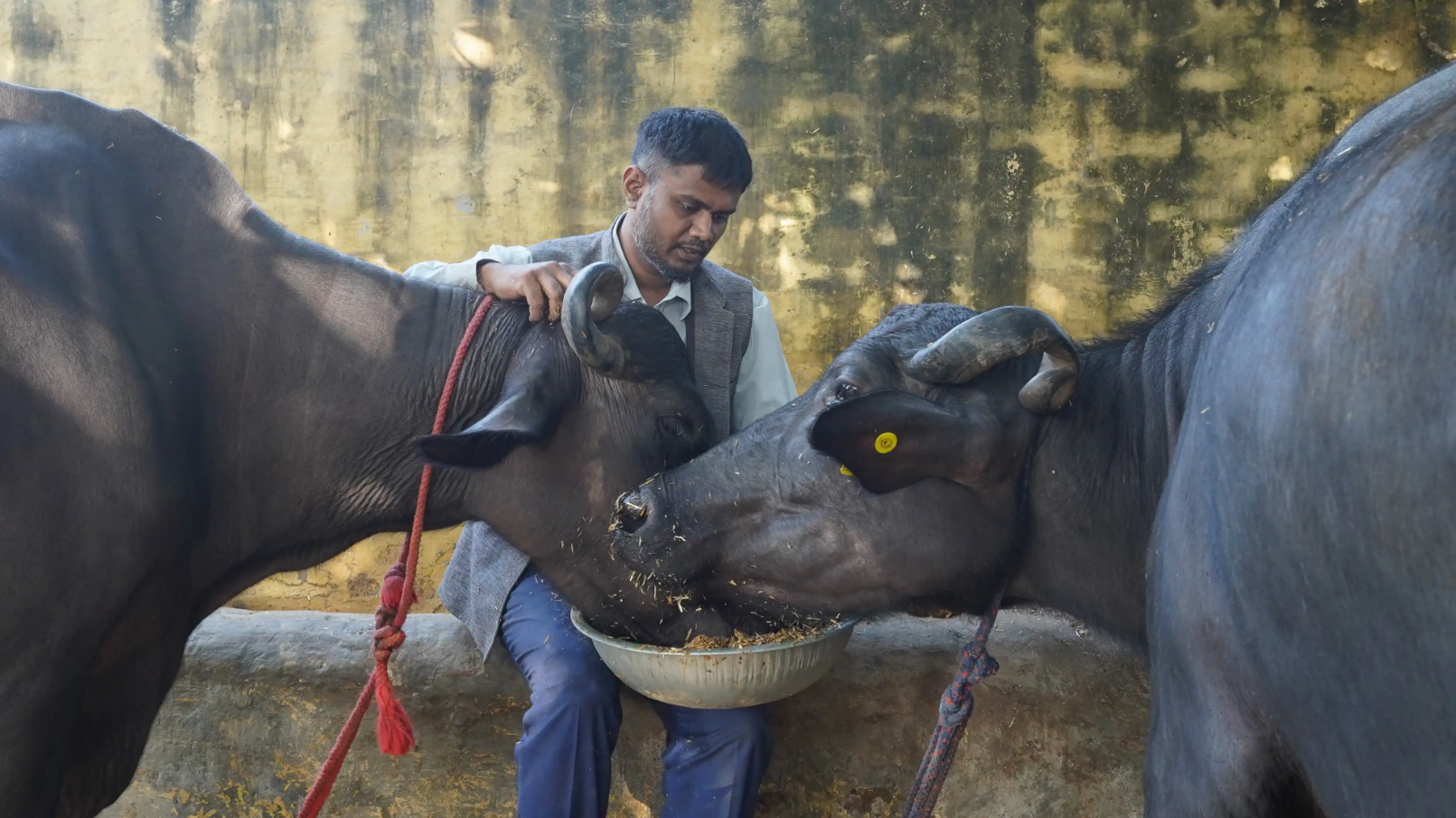 People For Animals: an animal NGO in India for abused farm animals
