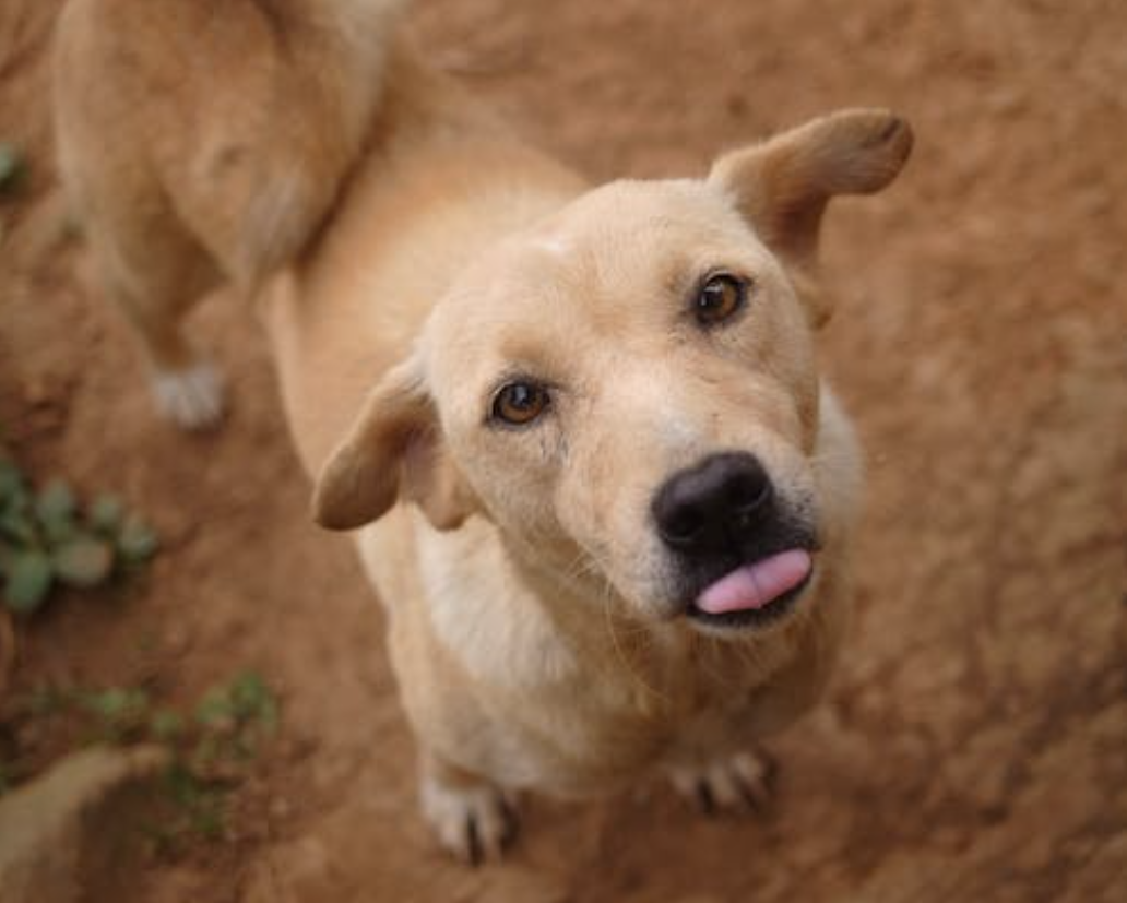 a stray dog looking at the camera sticking out his tongue