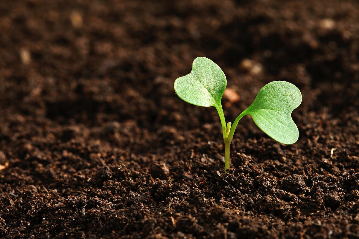 Celebrating World Soil Day: nurturing the ground beneath our feet
