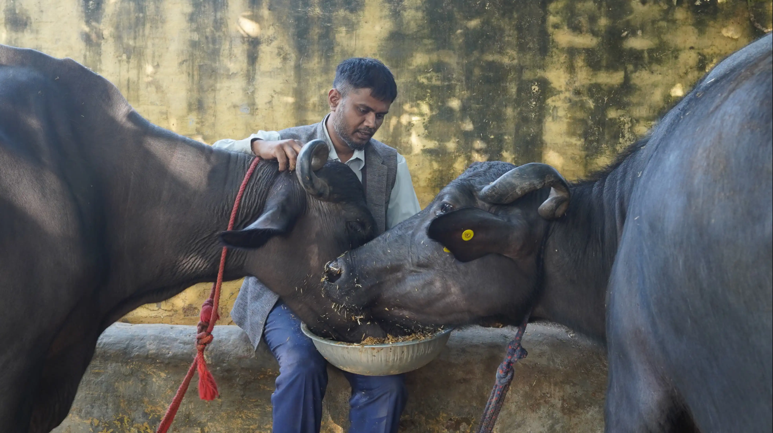 a man sitting with two buffaloes