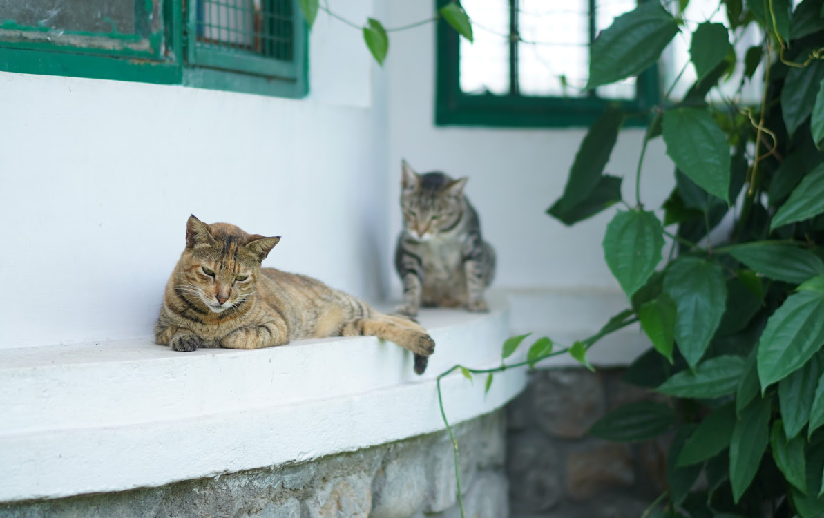 two cats sitting on a ledge