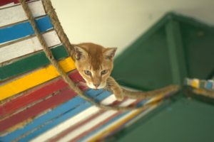 an orange cat sitting on a hammock 