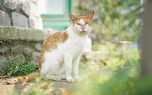 a cat sitting in a garden