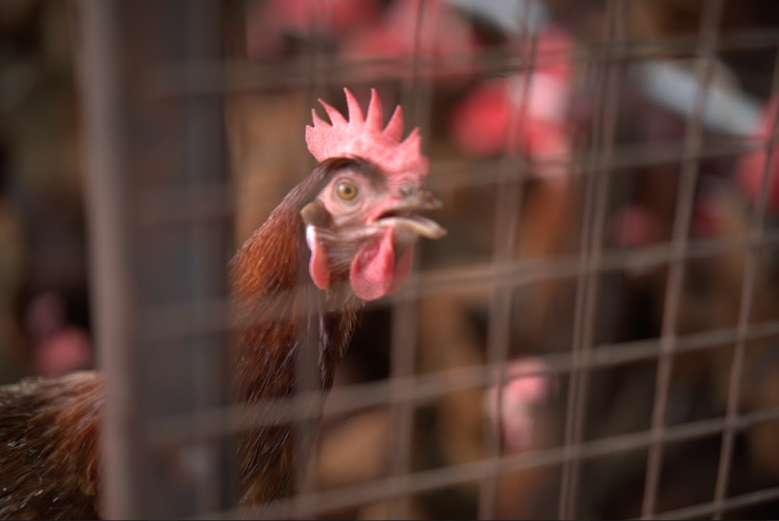 People For Animals Uttarakhand: save tortured and caged hens from miserable conditions
