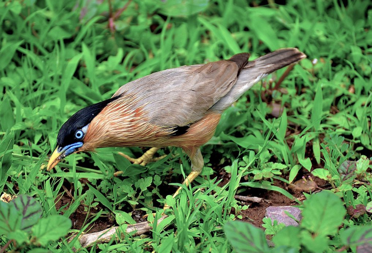 an Indian bird in grass