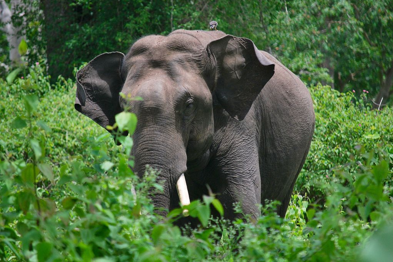 World Wildlife Day: 5 wildlife NGOs in India to support