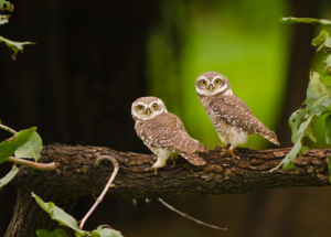 two owls sitting on a tree branch