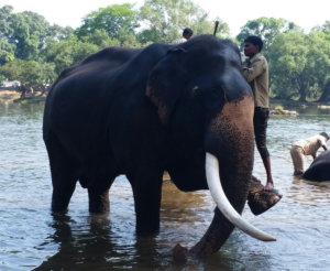 a man bathing an elephant