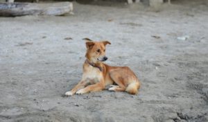 a street dog sitting in dirt
