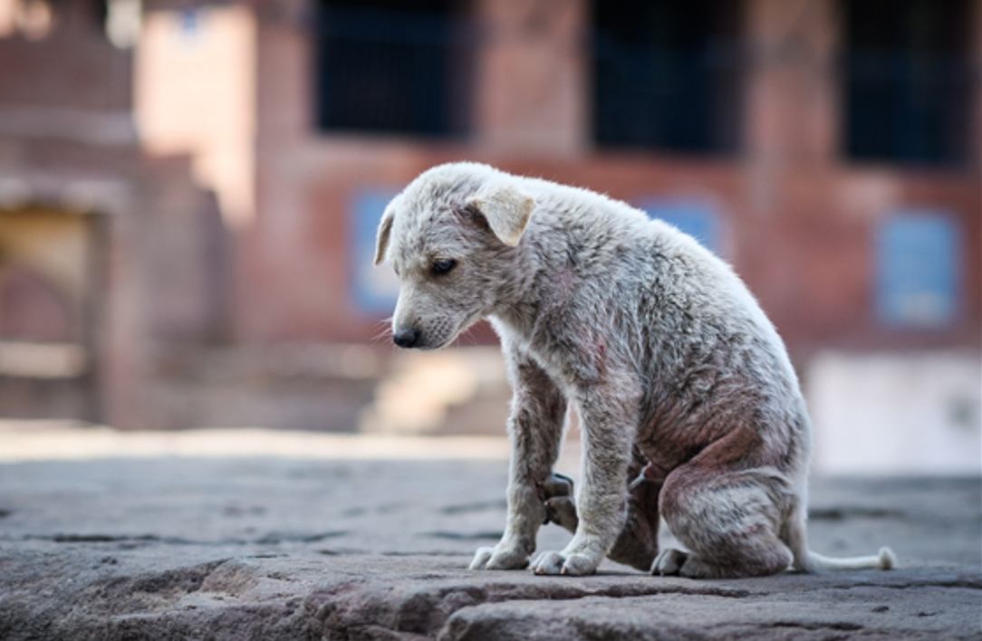 a sad looking white street dog puppy