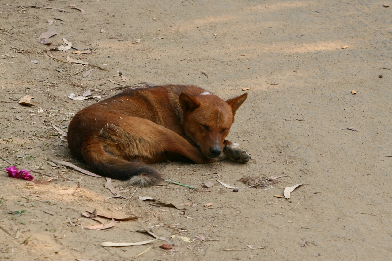 a street dog sleeping