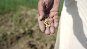 seeds in the hands of a person in a field