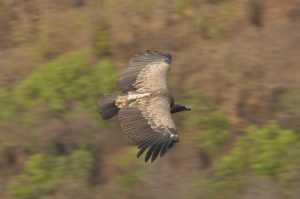 a vulture in flight