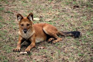 a dhole