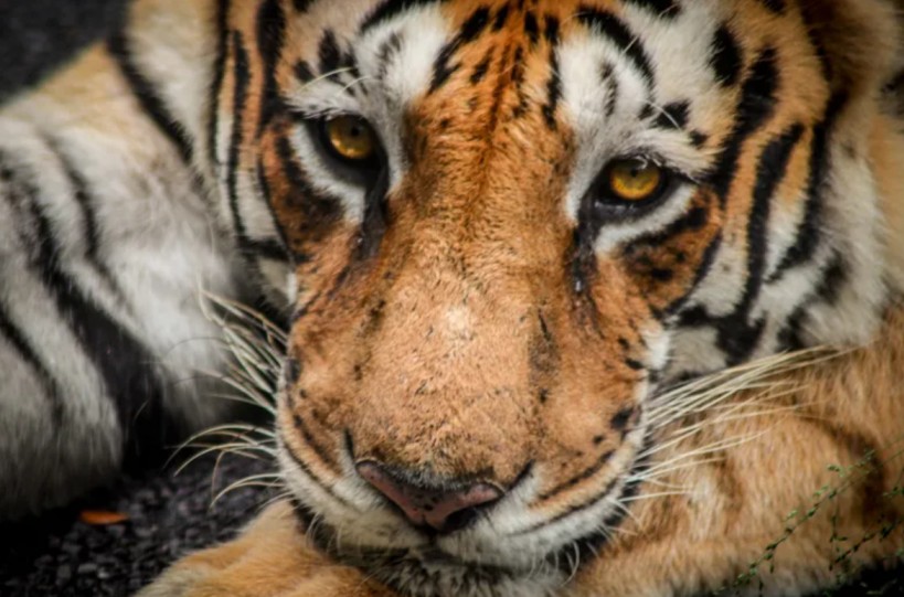 5 NGOs saving endangered animals in India