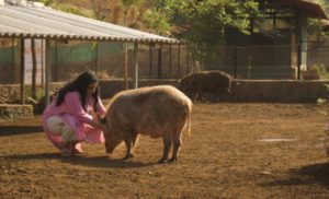 a lady petting a pig