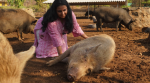 a lady petting a pig