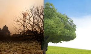 a dried and green tree side by side