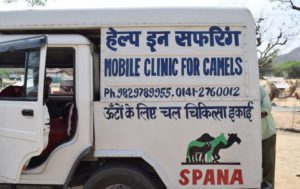 a camel ambulance