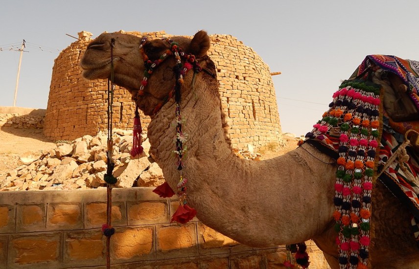 a camel outdoors