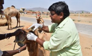 a doctor treating a camel