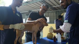 an NGO team treating an injured dog