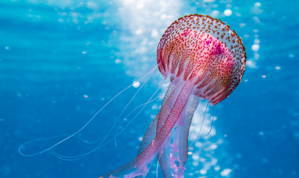 a pink jellyfish in the ocean