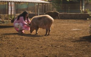 a woman petting a pig on a farm