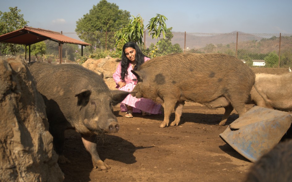 a woman playing with two pigs on a farm