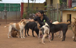 a woman with a group of dogs