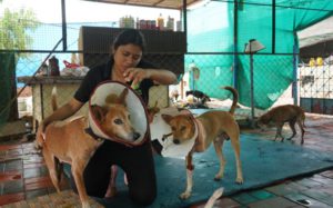 a woman with injured dogs