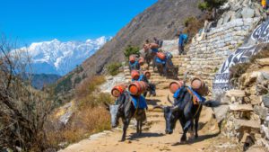 bulls carrying loads down a hill