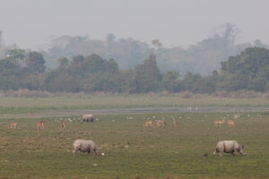 One-horned rhino in Assam's Kaziranga National Park