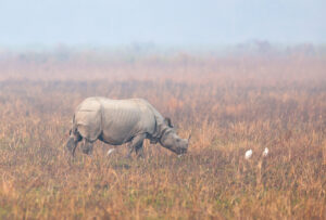 One-horned rhino in Assam's Kaziranga National Park