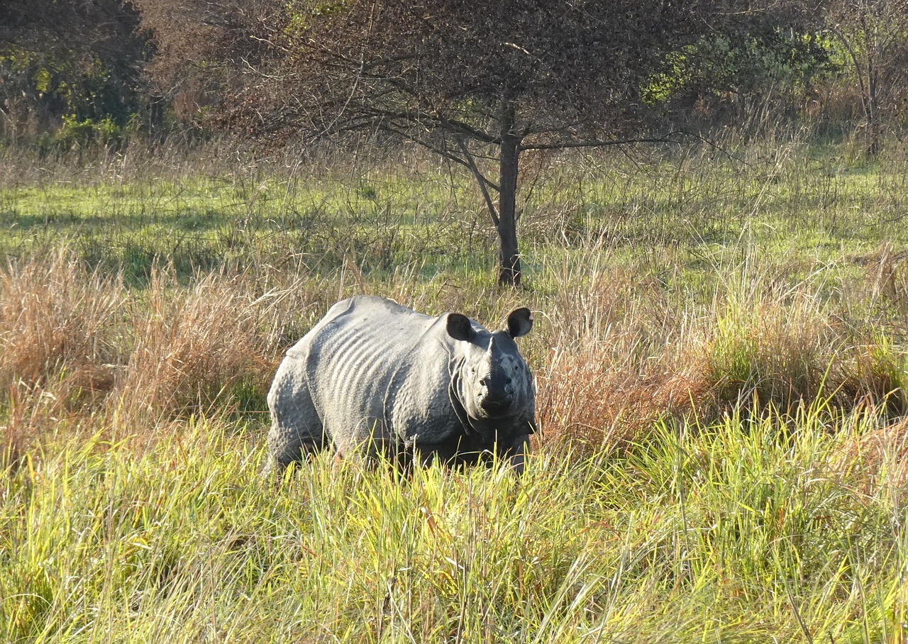 World Rhino Day: Assam’s role in protecting the great one-horned rhino