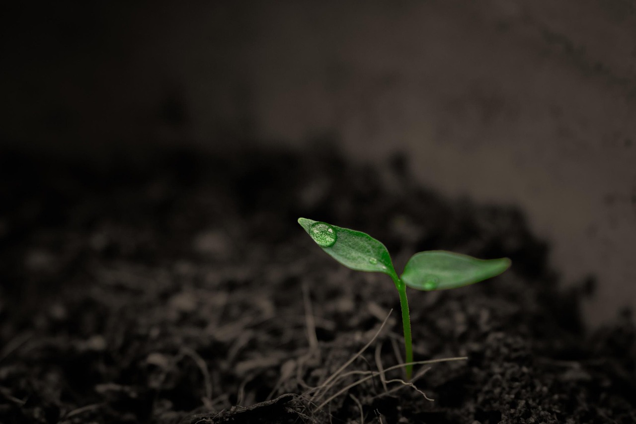 World Soil Day: 5 NGOs combating climate change